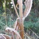 Img.VTax2907.Ex2.Img1