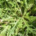 Img.VTax2915.Ex1.Img3