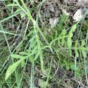 Img.VTax2915.Ex1.Img5