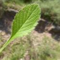 Img.VTax2921.Ex1.Img6