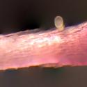 Img.VTax2921.Ex3.Img6