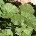 Img.VTax2934.Ex1.Img7