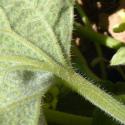 Img.VTax2934.Ex1.Img8