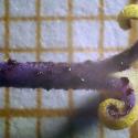 Img.VTax2942.Ex3.Img3