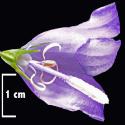 Img.VTax2952.Ex1.Img1
