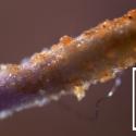 Img.VTax2952.Ex1.Img3