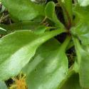 Img.VTax2989.Ex1.Img3