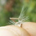 Img.VTax2991.Ex4.Img3