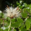 Img.VTax2995.Ex1.Img4