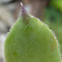 Img.VTax305.Ex1.Img3