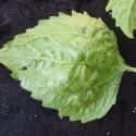 Img.VTax3082.Ex3.Img3