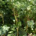 Img.VTax3116.Ex1.Img7