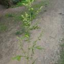 Img.VTax3133.Ex1.Img4