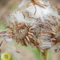 Img.VTax3171.Ex1.Img6