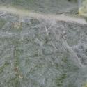 Img.VTax3237.Ex2.Img7