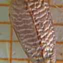 Img.VTax3237.Ex3.Img1