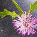 Img.VTax3280.Ex1.Img3