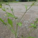 Img.VTax3306.Ex1.Img6
