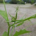 Img.VTax3306.Ex1.Img7