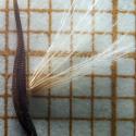 Img.VTax3320.Ex2.Img3