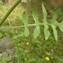 Img.VTax3348.Ex1.Img6