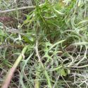 Img.VTax3365.Ex1.Img3