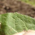 Img.VTax3393.Ex2.Img3