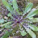 Img.VTax3393.Ex2.Img6