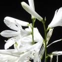 Img.VTax3517.Ex1.Img5