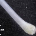 Img.VTax3517.Ex2.Img3