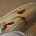 Img.VTax3544.Ex1.Img5