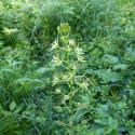 Img.VTax3545.Ex2.Img1