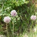 Img.VTax3569.Ex5.Img1