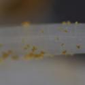 Img.VTax3587.Ex1.Img7
