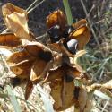 Img.VTax3617.Ex2.Img3