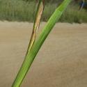 Img.VTax3621.Ex2.Img3