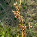 Img.VTax3658.Ex1.Img1