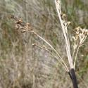 Img.VTax3658.Ex2.Img1