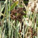 Img.VTax3660.Ex1.Img6