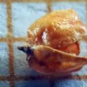 Img.VTax3665.Ex1.Img4