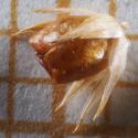 Img.VTax3665.Ex1.Img5