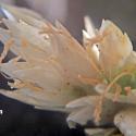 Img.VTax3684.Ex3.Img3