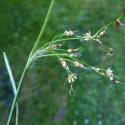 Img.VTax3687.Ex1.Img3