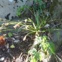 Img.VTax3687.Ex2.Img1