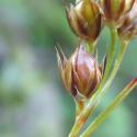 Img.VTax3687.Ex2.Img3