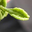 Img.VTax37.Ex1.Img6