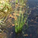 Img.VTax3707.Ex1.Img1