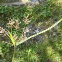 Img.VTax3731.Ex1.Img1