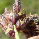 Img.VTax3761.Ex2.Img3