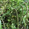 Img.VTax3793.Ex3.Img1